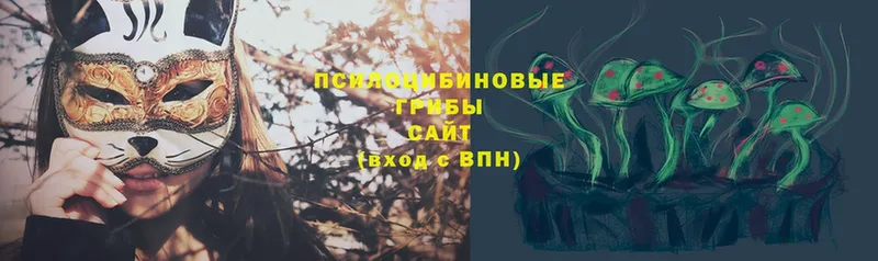 где найти   Адыгейск  Галлюциногенные грибы Psilocybe 